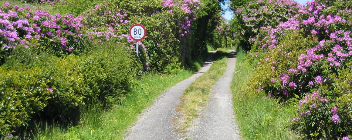 An Irish farm setting
