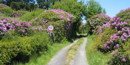 An Irish farm setting