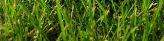 Irish golfer at dusk