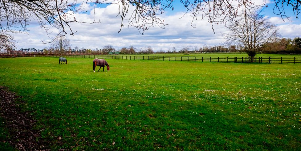 Horses by Photographer Celso Barriga