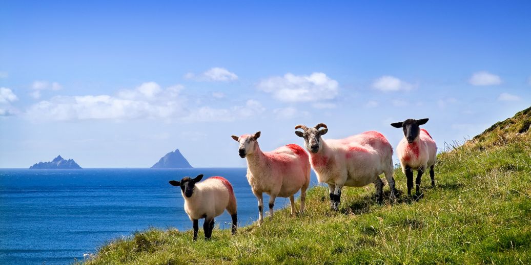Sheep Valencia Island by Northern Irish Photographer Chris Hill