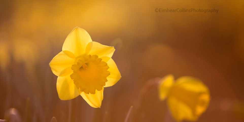 Daffodils by Irish Photographer Eimhear Collins