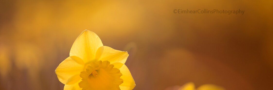 Daffodils by Eimhear Collins