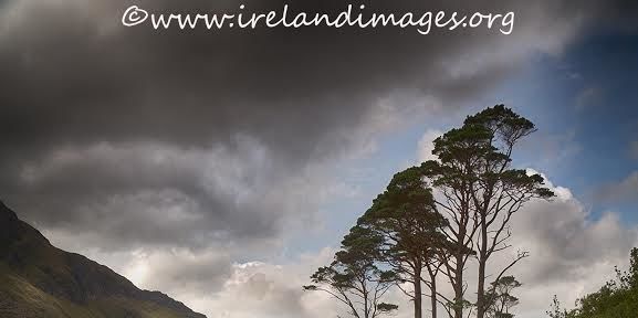 Tree at Doolough, County Mayo by Irish Photographer John Hall