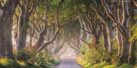 Dark Hedges Steven Hanna