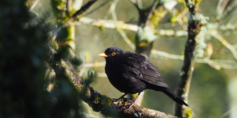 Blackbird, Ireland