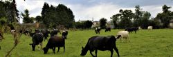 Farm visit in Ireland