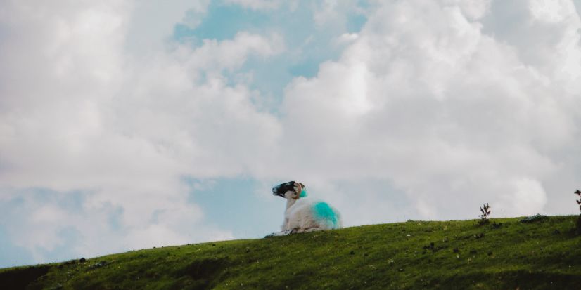 Wildlife of Ireland's North West