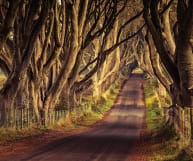 The Dark Hedges, visited on a private tour of Ireland