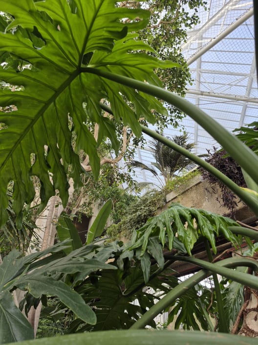 Large green tropical leaves reaching up inside the brutalist glass architecture of the Barbican Conservatory in London.