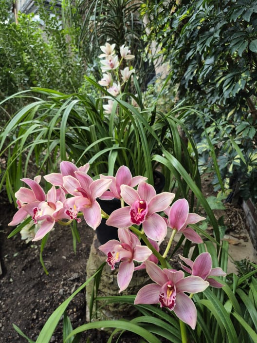 A cluster of vibrant pink orchid flowers growing among lush greenery inside the Barbican Conservatory.