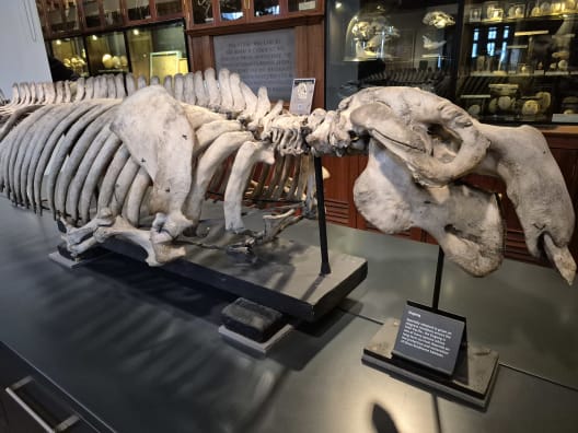 A large, preserved Dugong skeleton displayed on a black stand at the Grant Museum of Zoology, London.