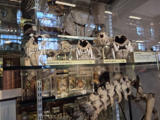 A glass display cabinet filled with feline skulls and preserved wet specimens at the Grant Museum of Zoology, London.