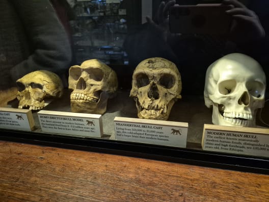 A row of hominid skull casts demonstrating stages of human evolution, displayed side-by-side on a wooden shelf at the Grant Museum of Zoology, London.