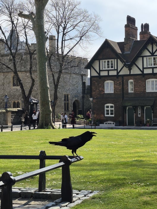 A large black raven perched on a low railing on the green grounds of the Tower of London, with the historic timber-framed Queen's House in the background.