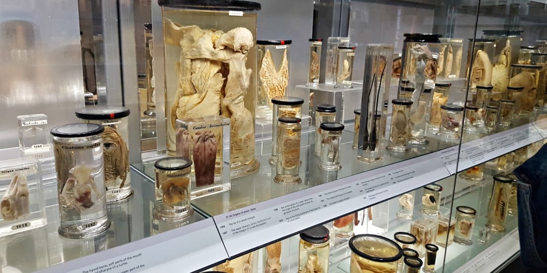 The Hunterian Museum, London