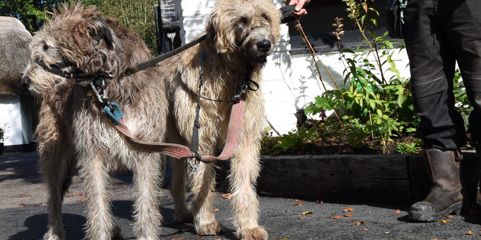 Rían and Míde, the resident Irish wolfhounds at Bunratty Folk Park, out on their daily walk with their handler