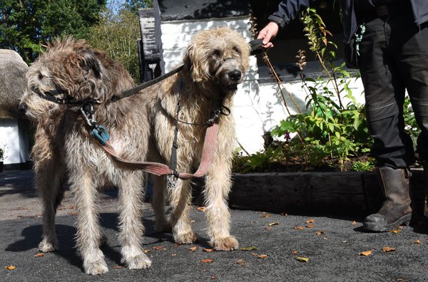 Two Irish Wolfhounds on leads being walked past a whitewashed cottage at Bunratty Folk Park