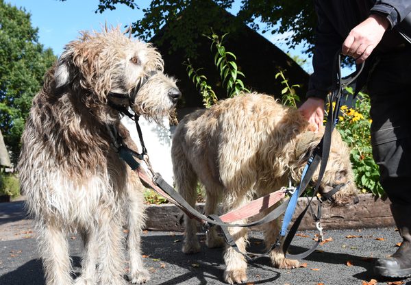 A close-up of one of the Irish wolfhounds at Bunratty Folk Park