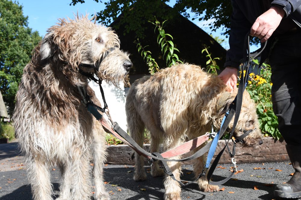 Two Irish Wolfhounds on leads being walked past a whitewashed cottage at Bunratty Folk Park