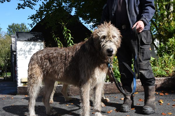 An Irish wolfhound standing on the path with its handler at Bunratty Folk Park