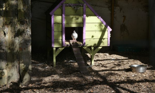 A white hen at the door of the hen house in the farmyard at Bunratty Folk Park