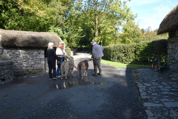 Visitors stopping to say hello to the wolfhounds on the lane at Bunratty Folk Park