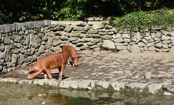 A pig drinking at a stone trough in the farmyard at Bunratty Folk Park