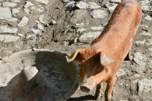 A pig at the stone trough in the farmyard, seen up close