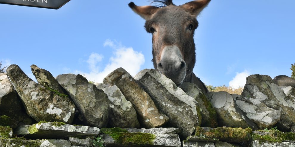 A resident donkey at Bunratty Folk Park resting its head on a stone wall beside a signpost