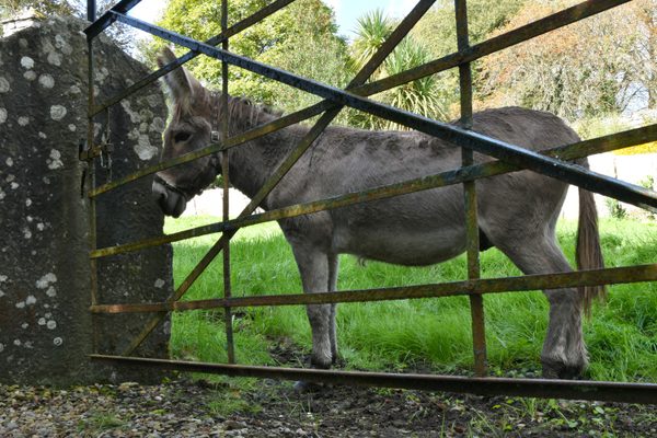 One of the donkeys standing behind the fence of its enclosure at Bunratty Folk Park