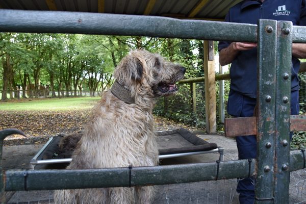 One of the wolfhounds at the fence with its handler