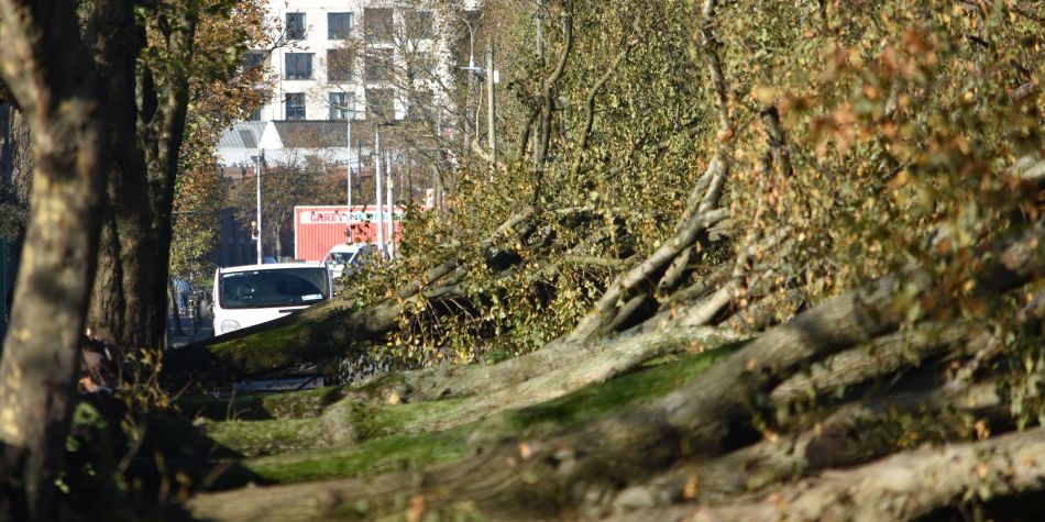 Staff on top of fallen tree after Hurricane Ophelia