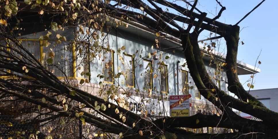 Fallen trees in Cork City during Storm Ophelia in 2017