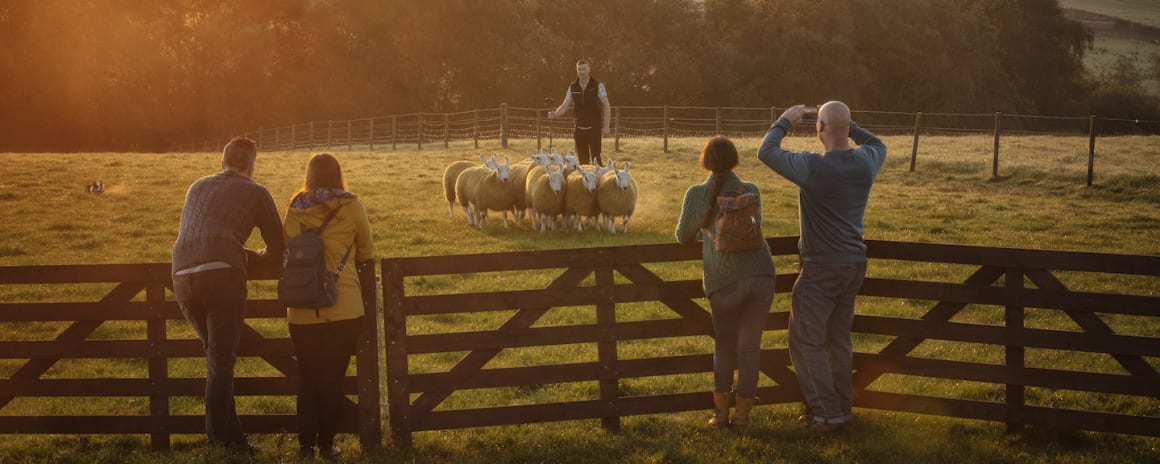 Glenshane Country Farm, Sheepdogs at Work
