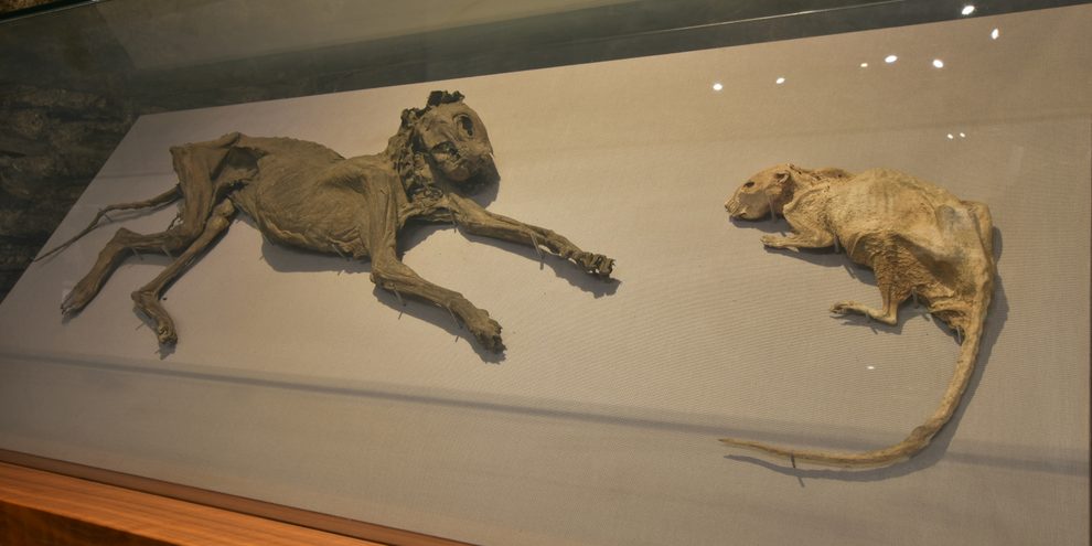 "Tom and Jerry," the famously mummified cat and rat