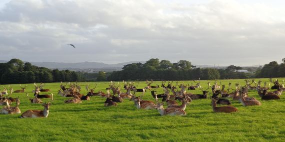 Phoenix Park, County Dublin