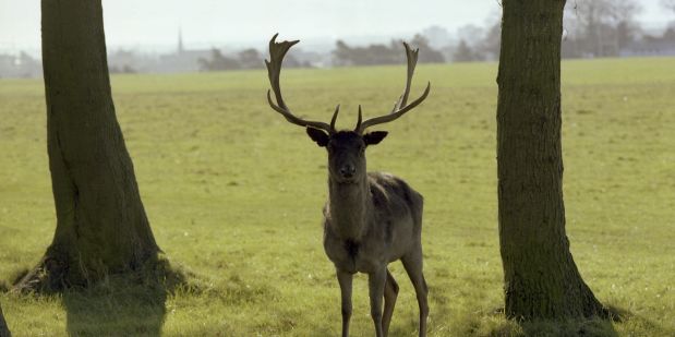 Deer in Phoenix Park