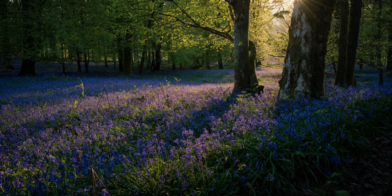 Aghrane Forest, County Galway