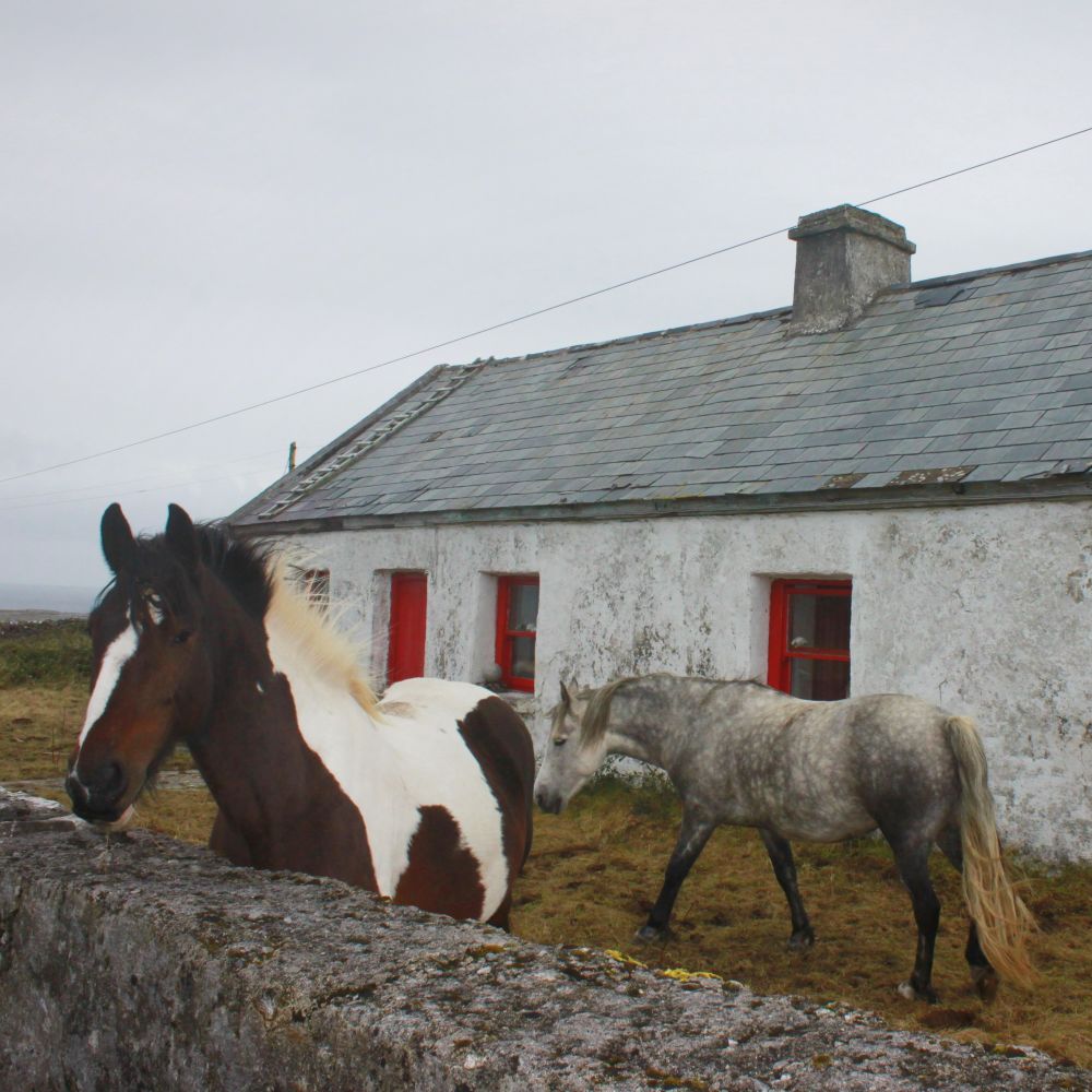 Horses on Aran Islands, on Ireland's West Coast