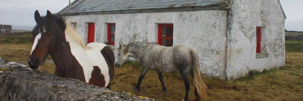 Horses on Aran Islands, on Ireland's West Coast