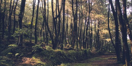 Mountbellew Cycle, County Galway