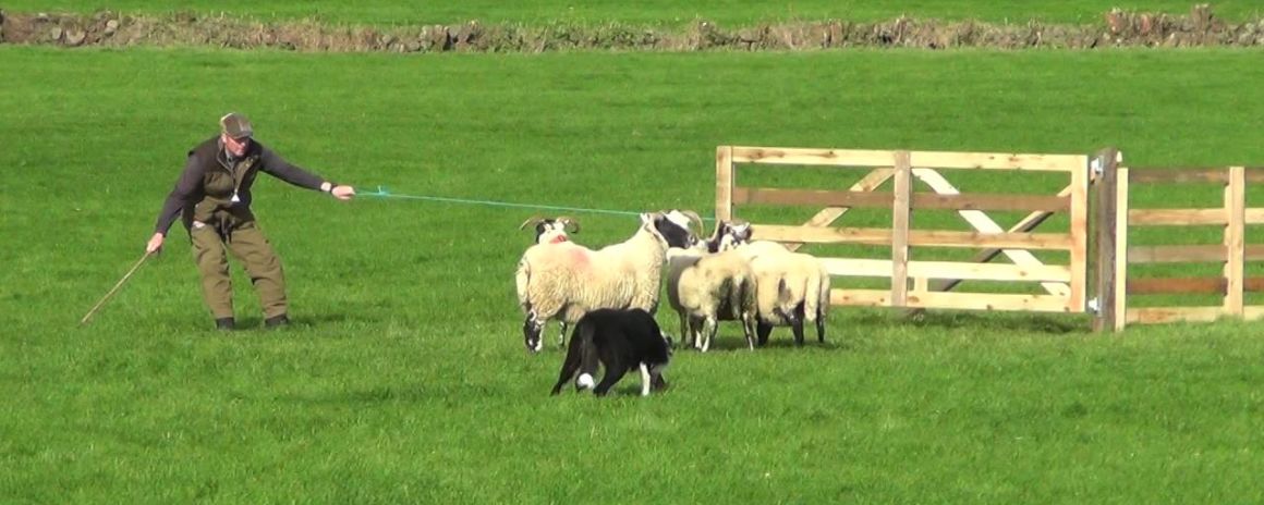 Kells Sheep Centre (Sheepdog Demonstration)