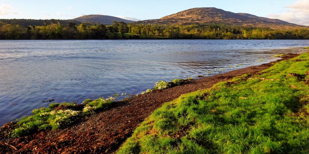 Flowers by a lake in Kenmare