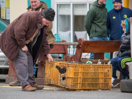 Saint Patrick's Day, Sneem, Co.Kerry