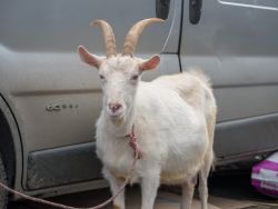 Saint Patrick's Day, Sneem, Co.Kerry