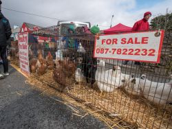 Saint Patrick's Day, Sneem, Co.Kerry
