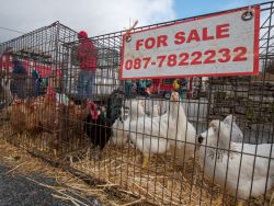 Saint Patrick's Day, Sneem, Co.Kerry