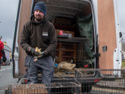 Saint Patrick's Day, Sneem, Co.Kerry