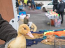 Saint Patrick's Day, Sneem, Co.Kerry